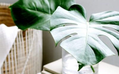 🌱 Être authentique sans tout dire : comprendre et vivre l’authenticité