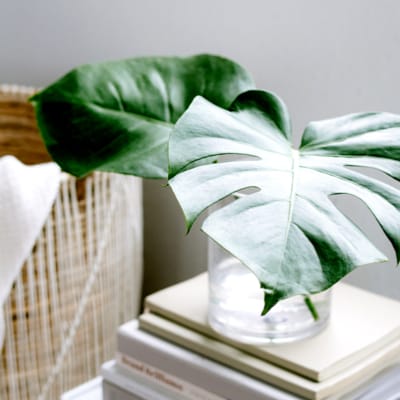 🌱 Être authentique sans tout dire : comprendre et vivre l’authenticité